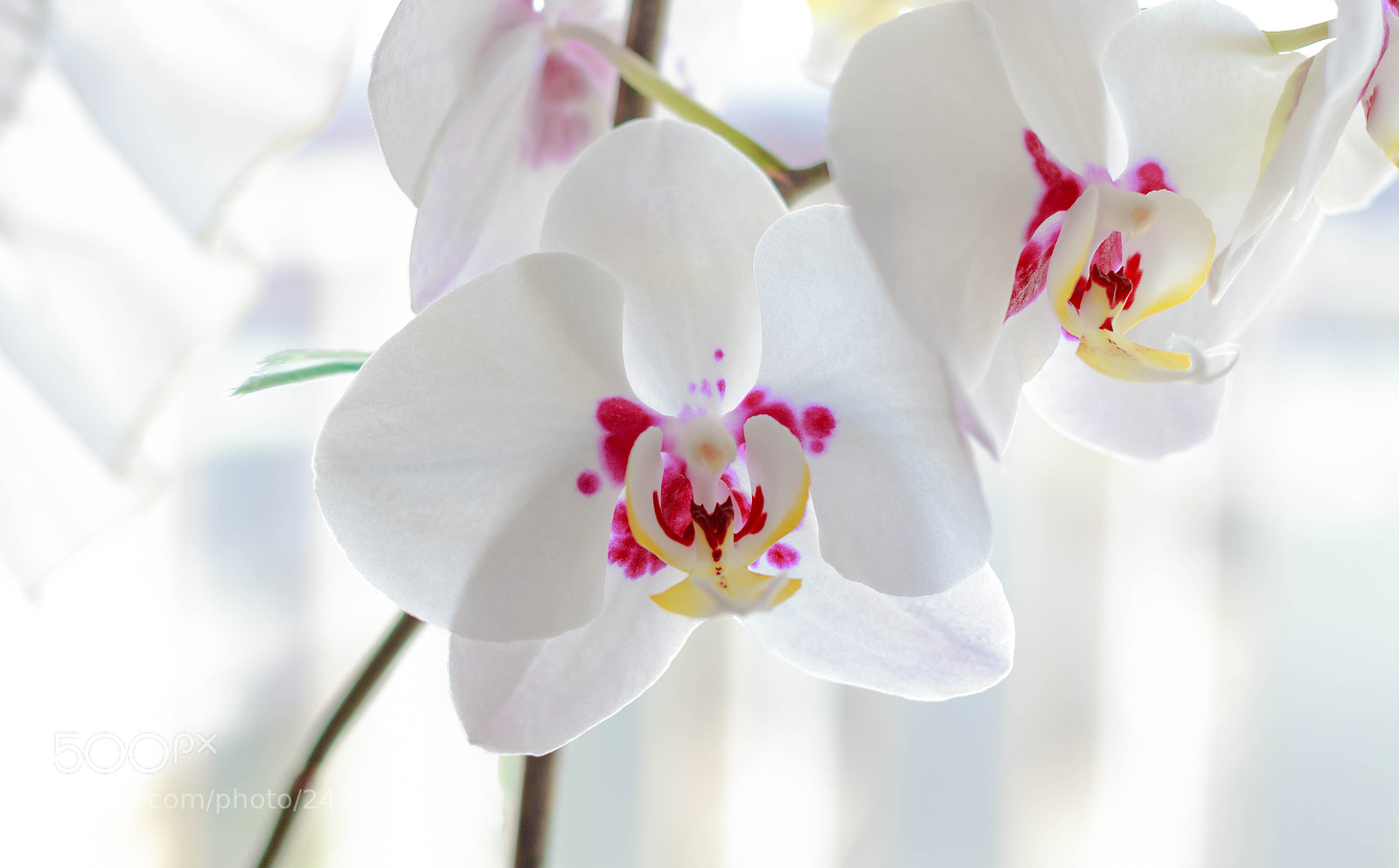 Canon EOS 7D Mark II sample photo. White orchid photography