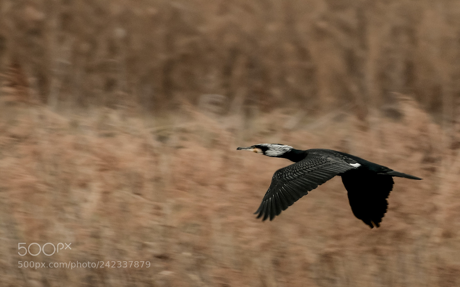 Nikon D500 sample photo. Grand cormoran photography