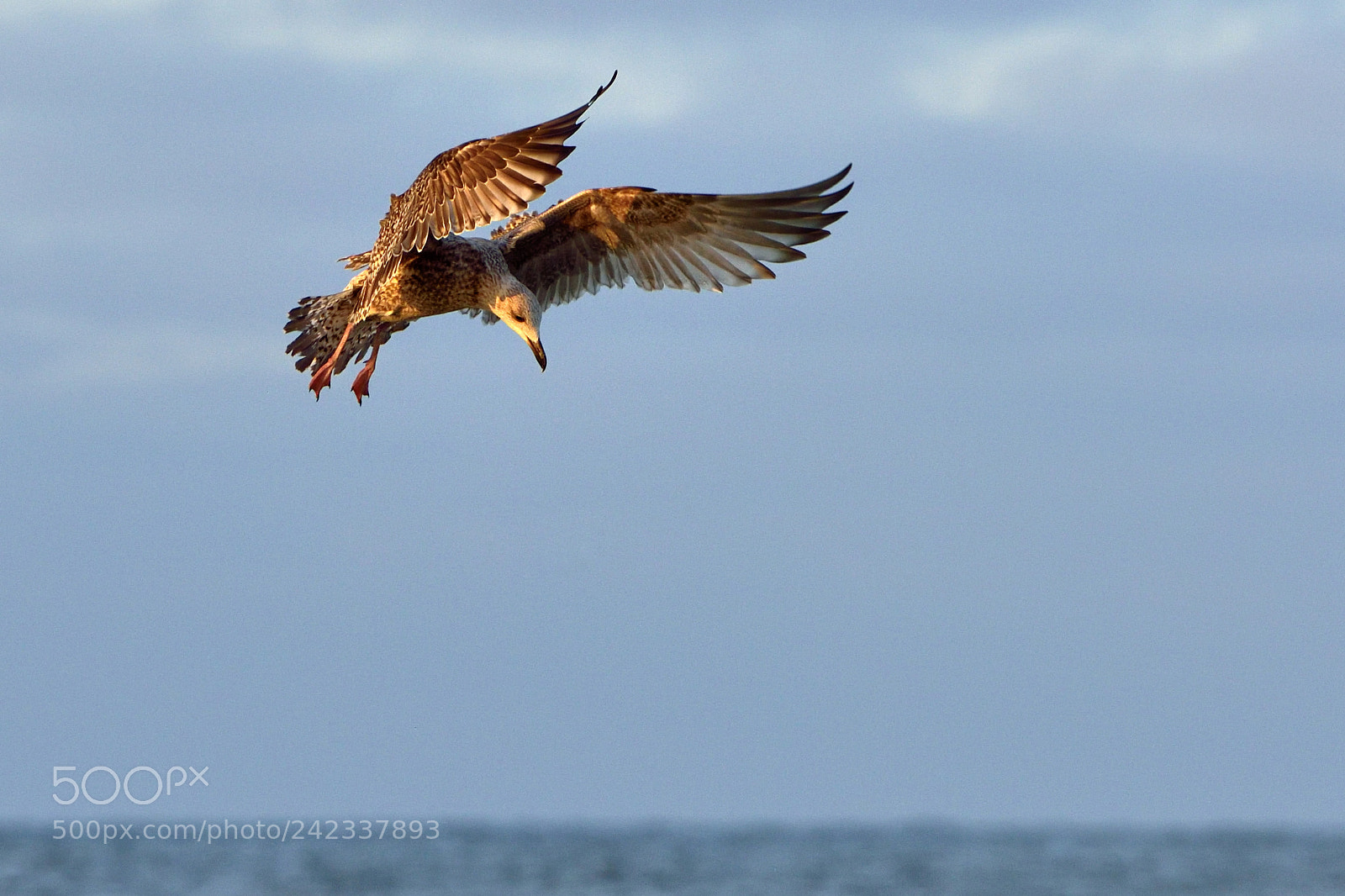 Nikon D810 sample photo. A seagull int the photography