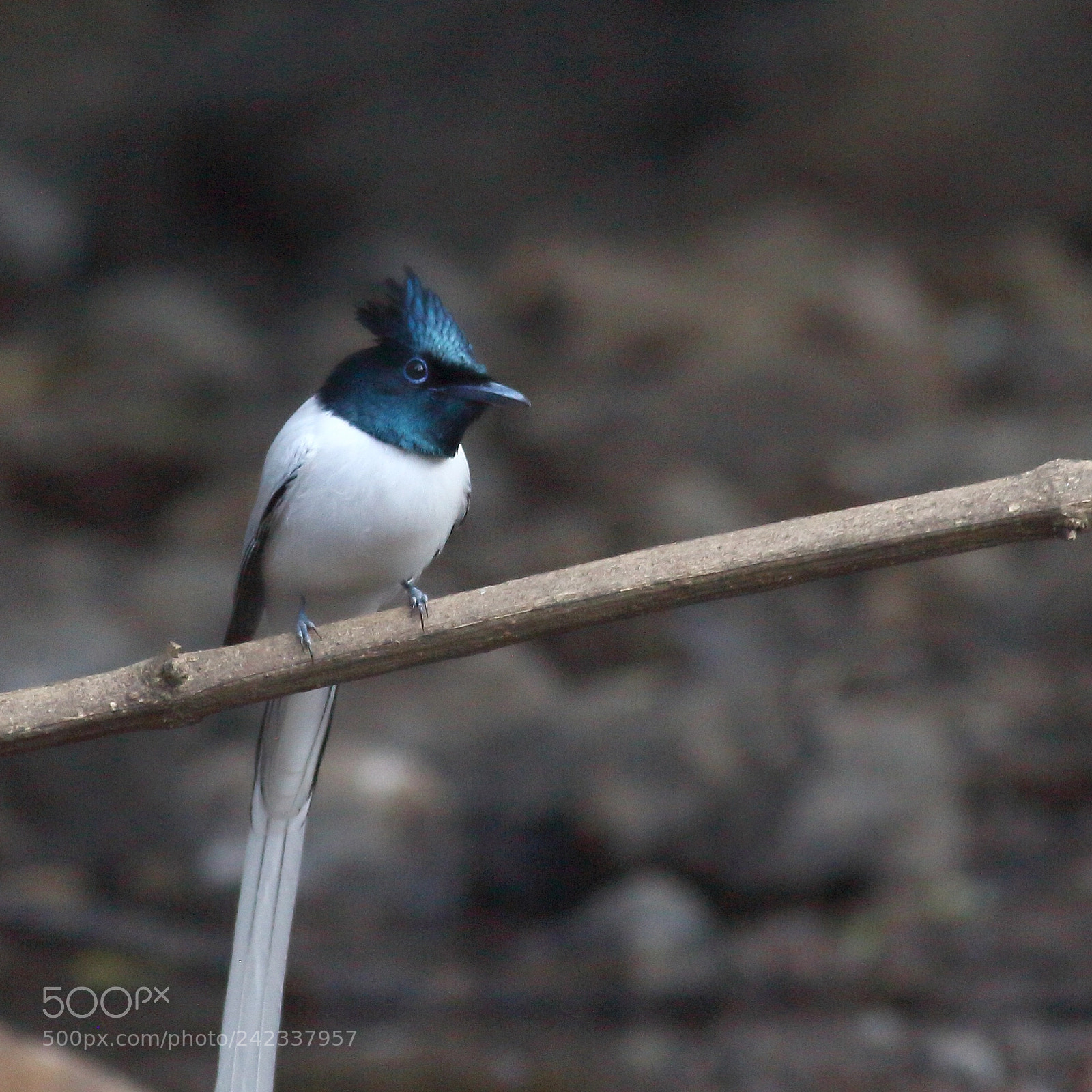 Canon EOS 1200D (EOS Rebel T5 / EOS Kiss X70 / EOS Hi) sample photo. Indian paradise flycatcher photography