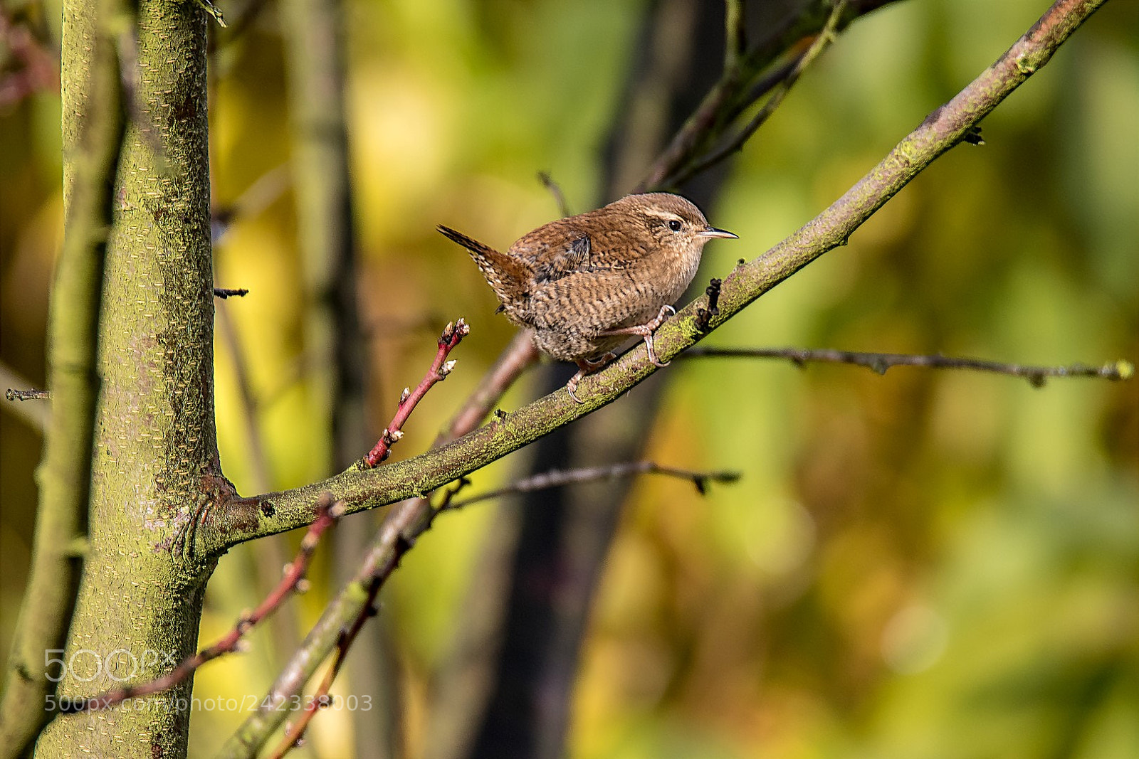 Canon EOS 7D Mark II sample photo. Troglodytes troglodytes photography