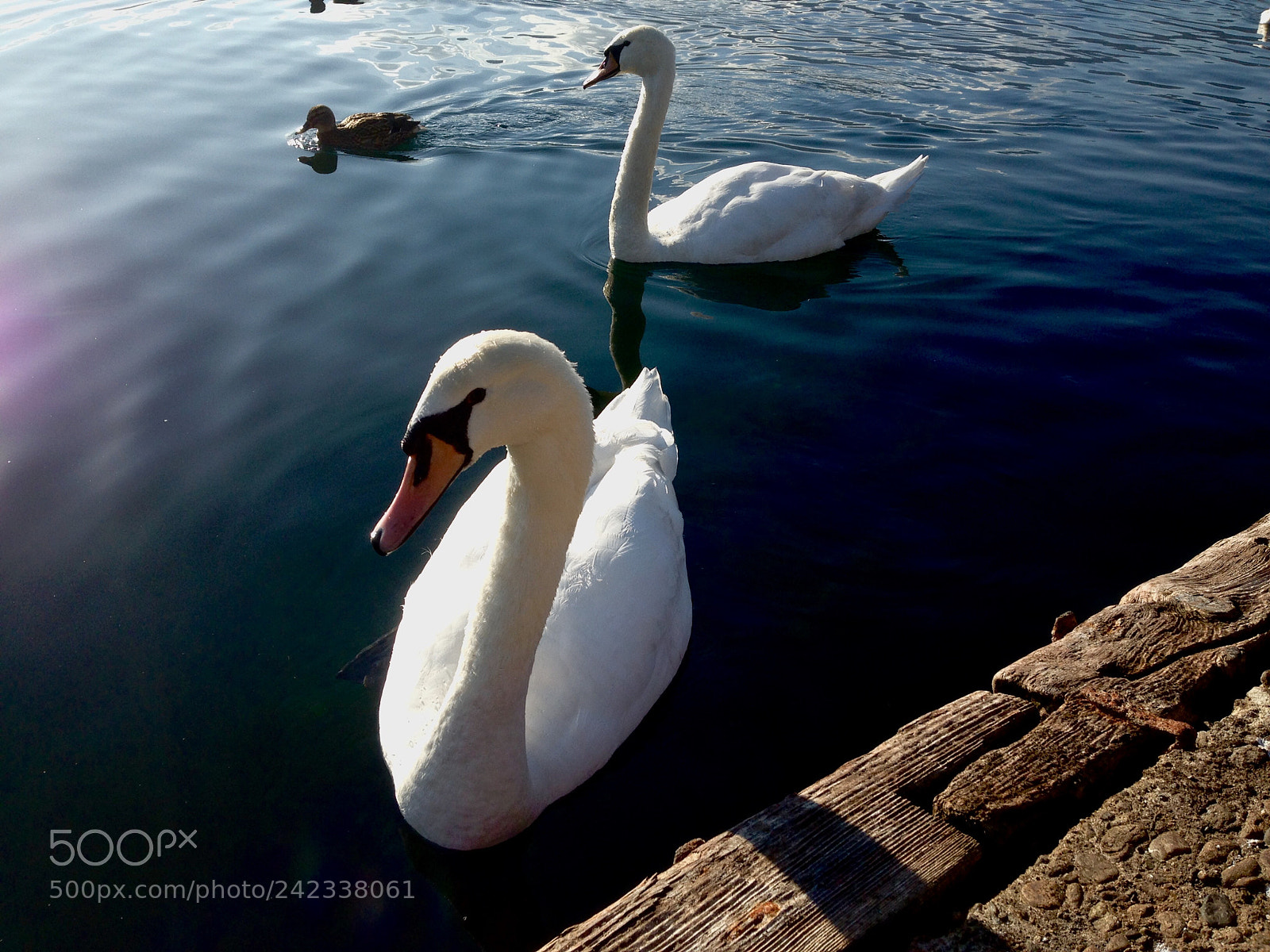 Apple iPhone 5 sample photo. Swans photography
