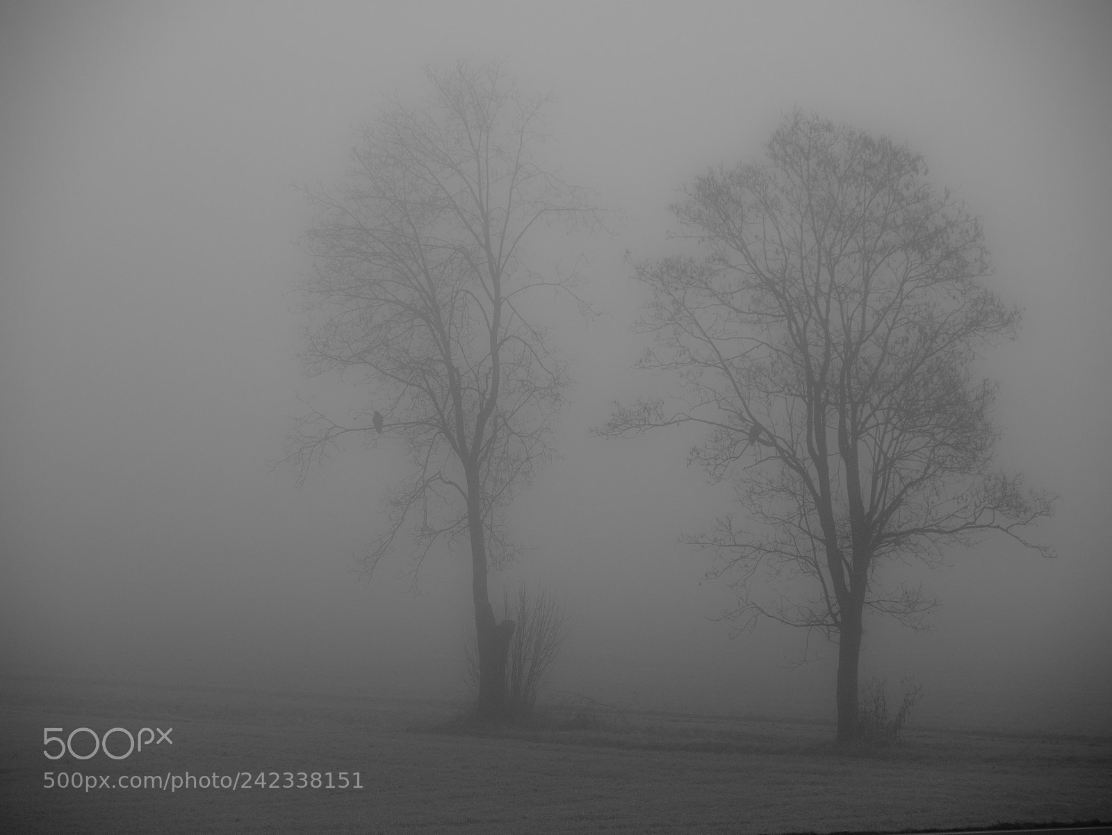 Panasonic DMC-G70 sample photo. Winter fog photography