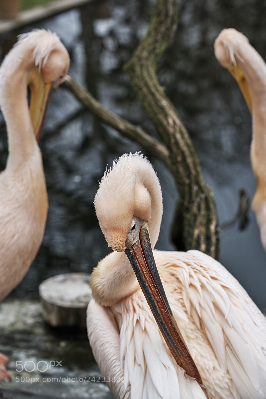 Sony a7R III sample photo. 3 guys photography