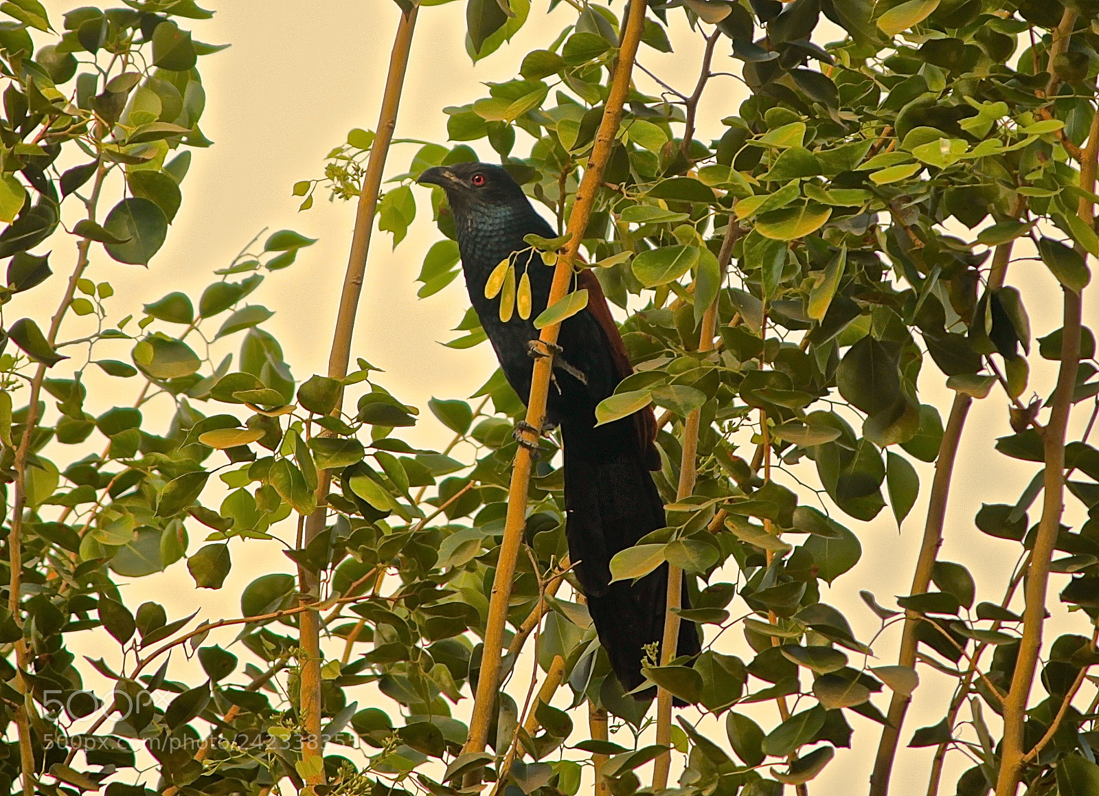 Canon EOS 1100D (EOS Rebel T3 / EOS Kiss X50) sample photo. Greater coucal photography