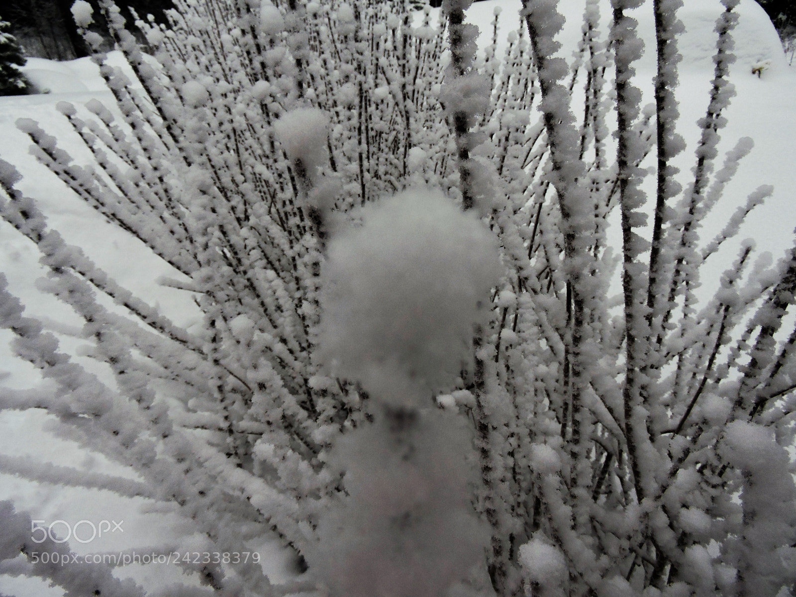 Nikon Coolpix P600 sample photo. Snow on the bush photography