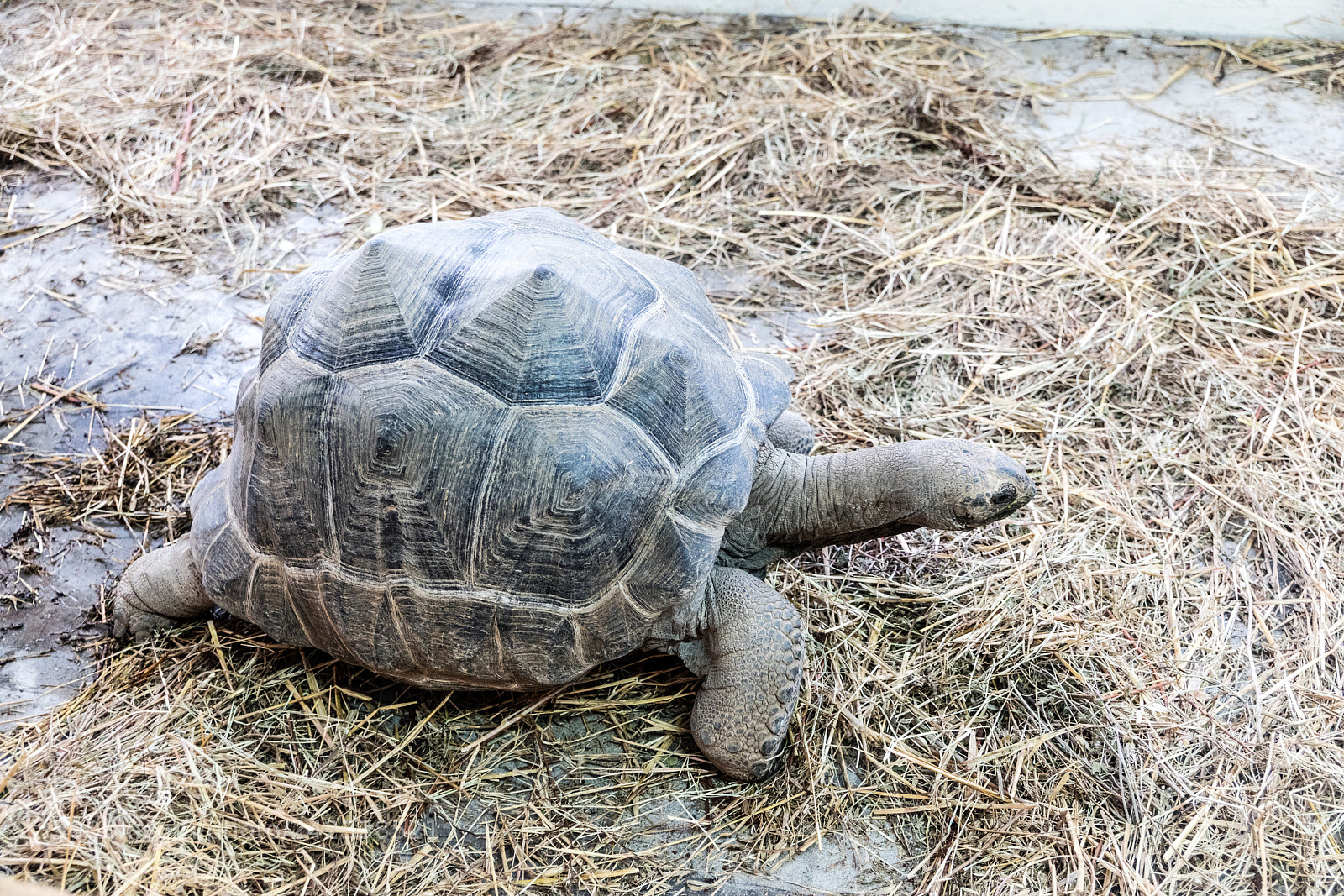 Canon EOS 5DS R sample photo. Turtle in earth photography