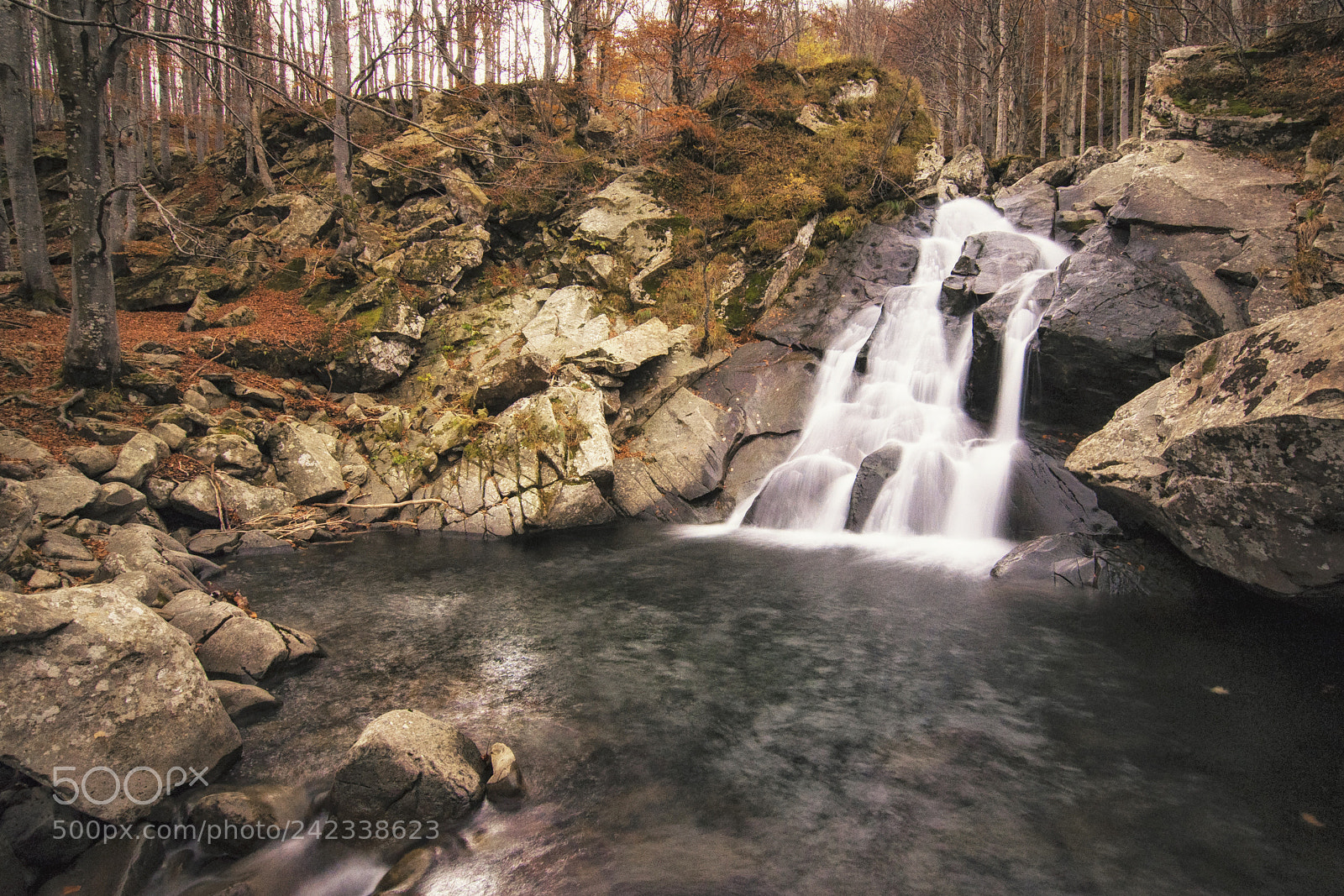 Nikon D90 sample photo. Autunno tra i boschi photography