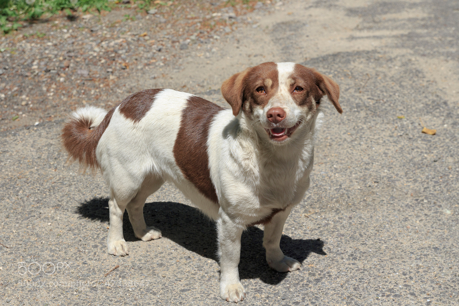 Canon EOS 650D (EOS Rebel T4i / EOS Kiss X6i) sample photo. Wild street dog in photography