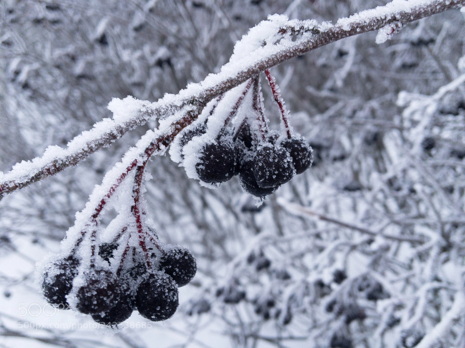 Apple iPhone 6s sample photo. Blackberries in the winter photography