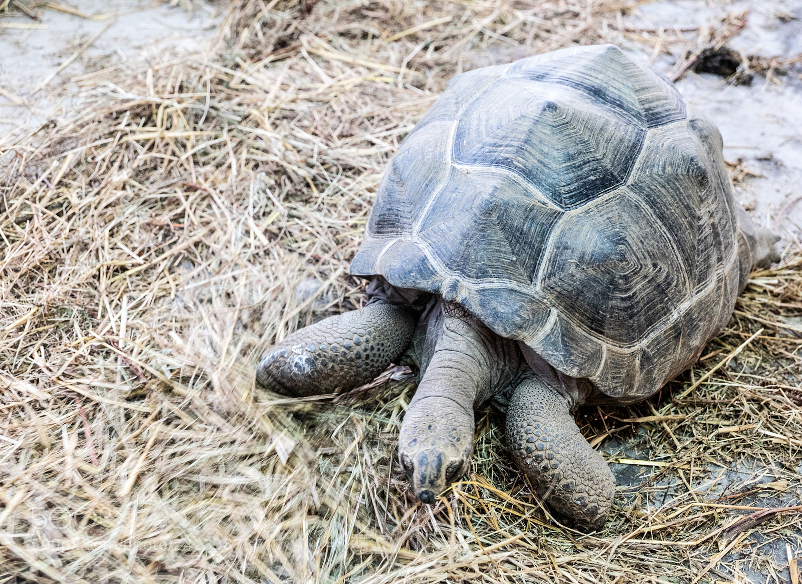 Canon EOS 5DS R sample photo. Turtle in earth photography