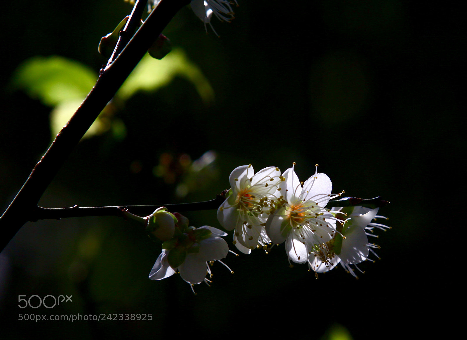 Canon EOS 50D sample photo. Untitled photography