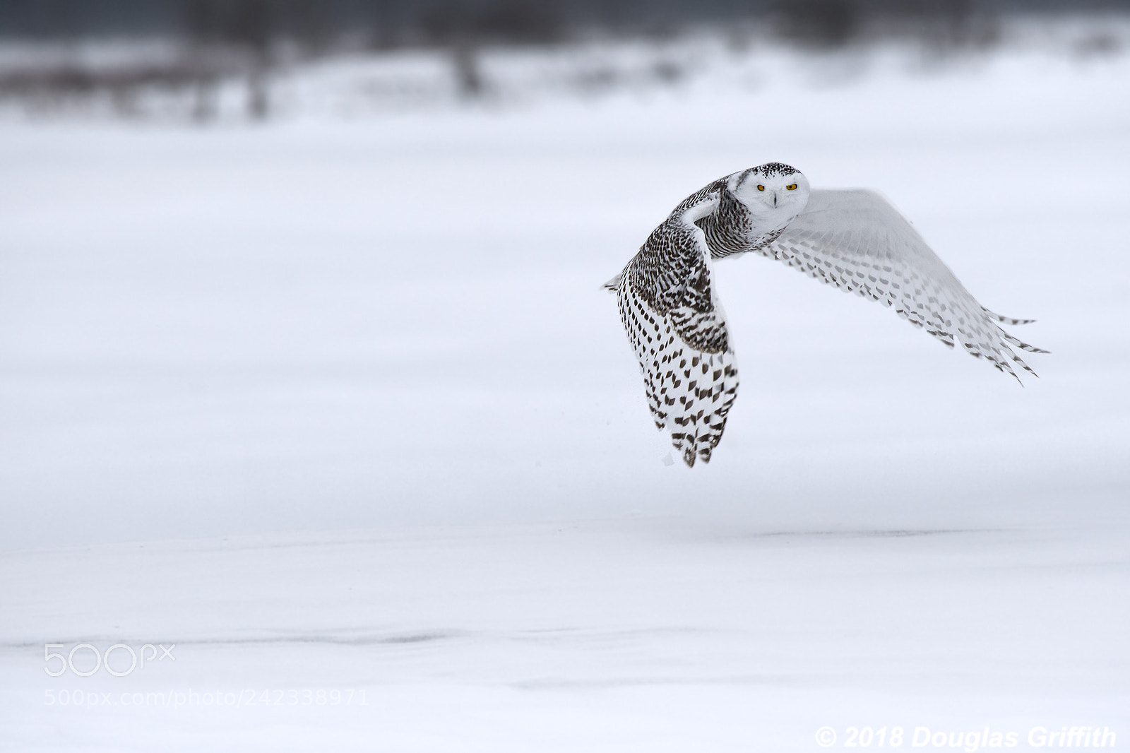Nikon D500 sample photo. Female snowy owl bubo photography