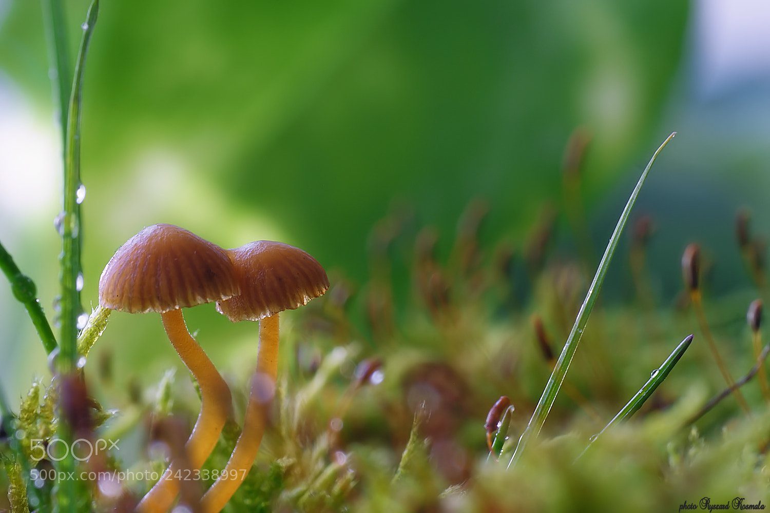 Sony Alpha DSLR-A300 sample photo. Mushrooms photography