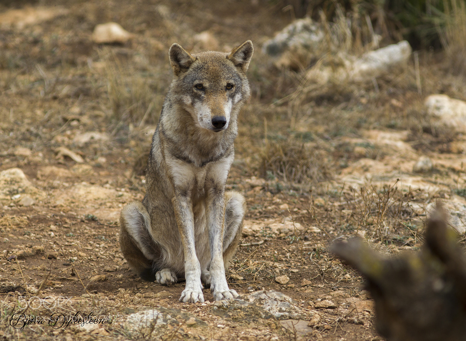 Canon EOS-1D Mark IV sample photo. Wolf male lobo del photography