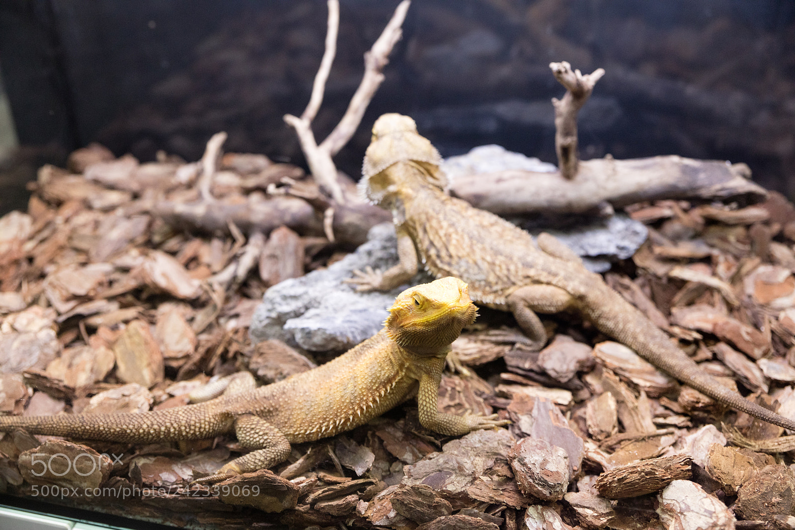 Canon EOS 5DS R sample photo. Iguana in reptilarium photography