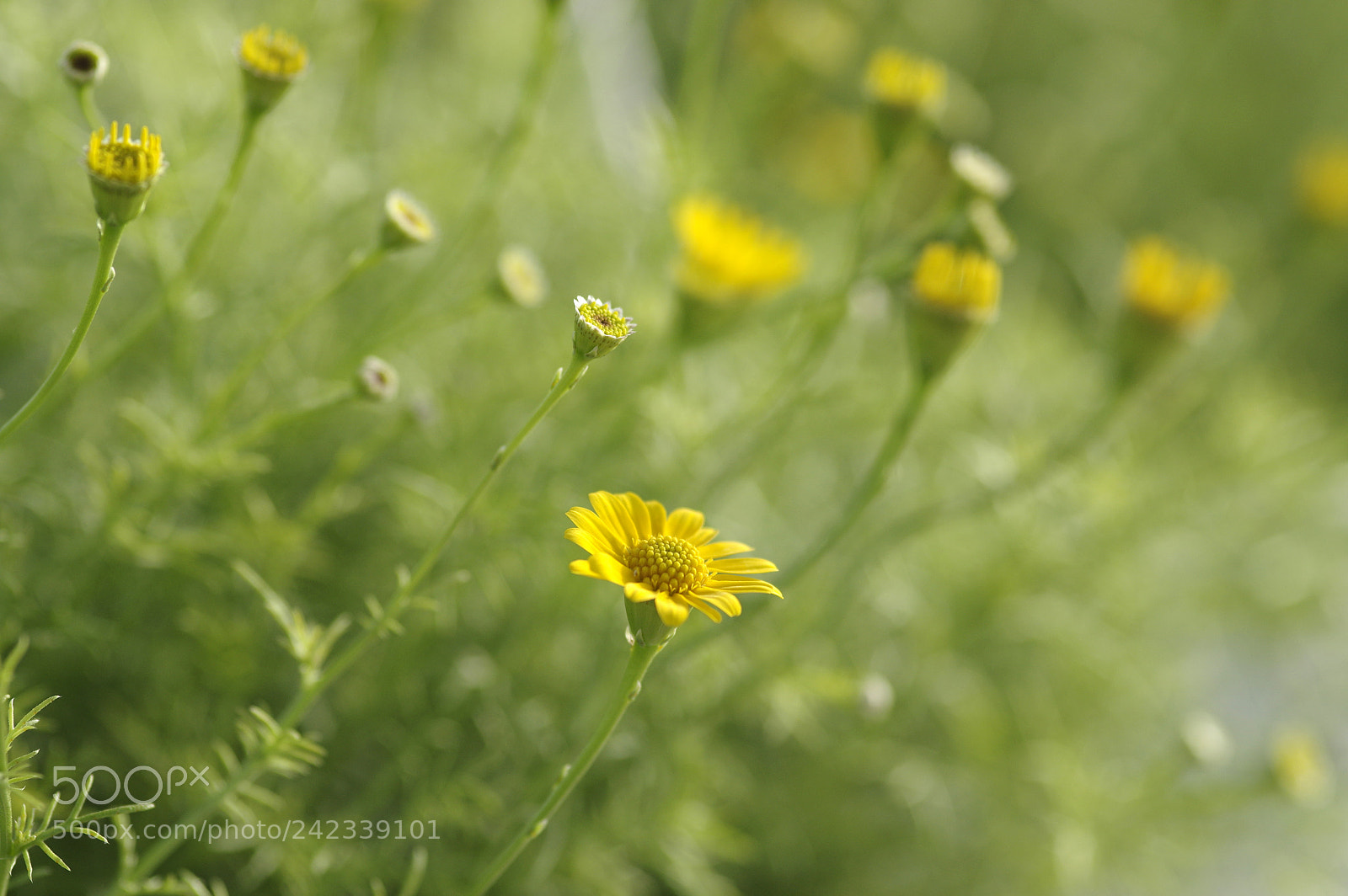 Pentax K-3 sample photo. A photography