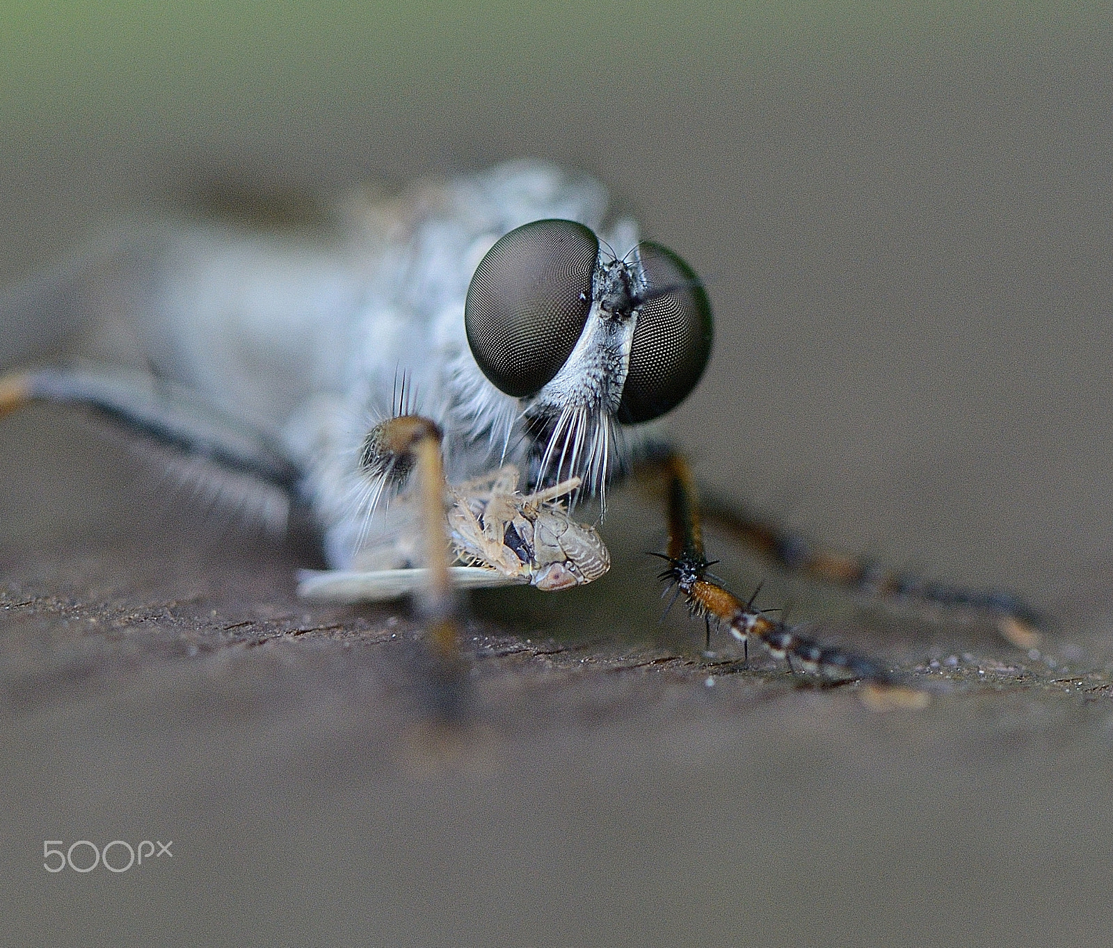 Nikon D800 sample photo. Hunter photography