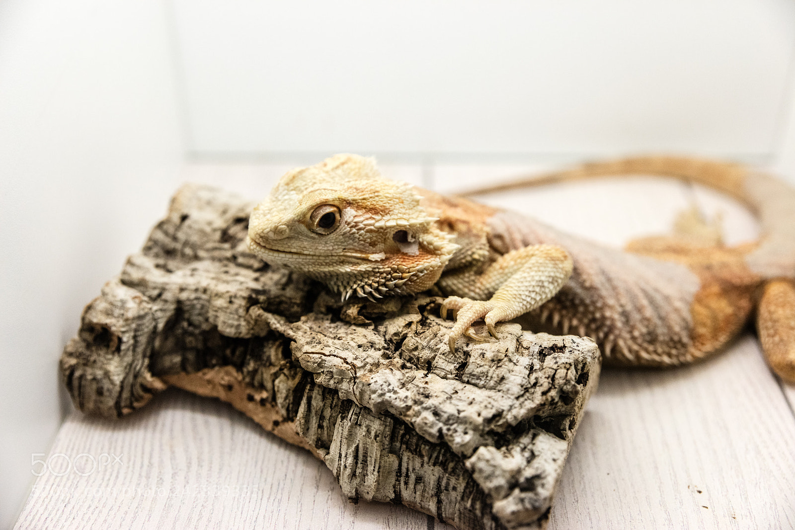 Canon EOS 5DS R sample photo. Iguana in reptilarium photography
