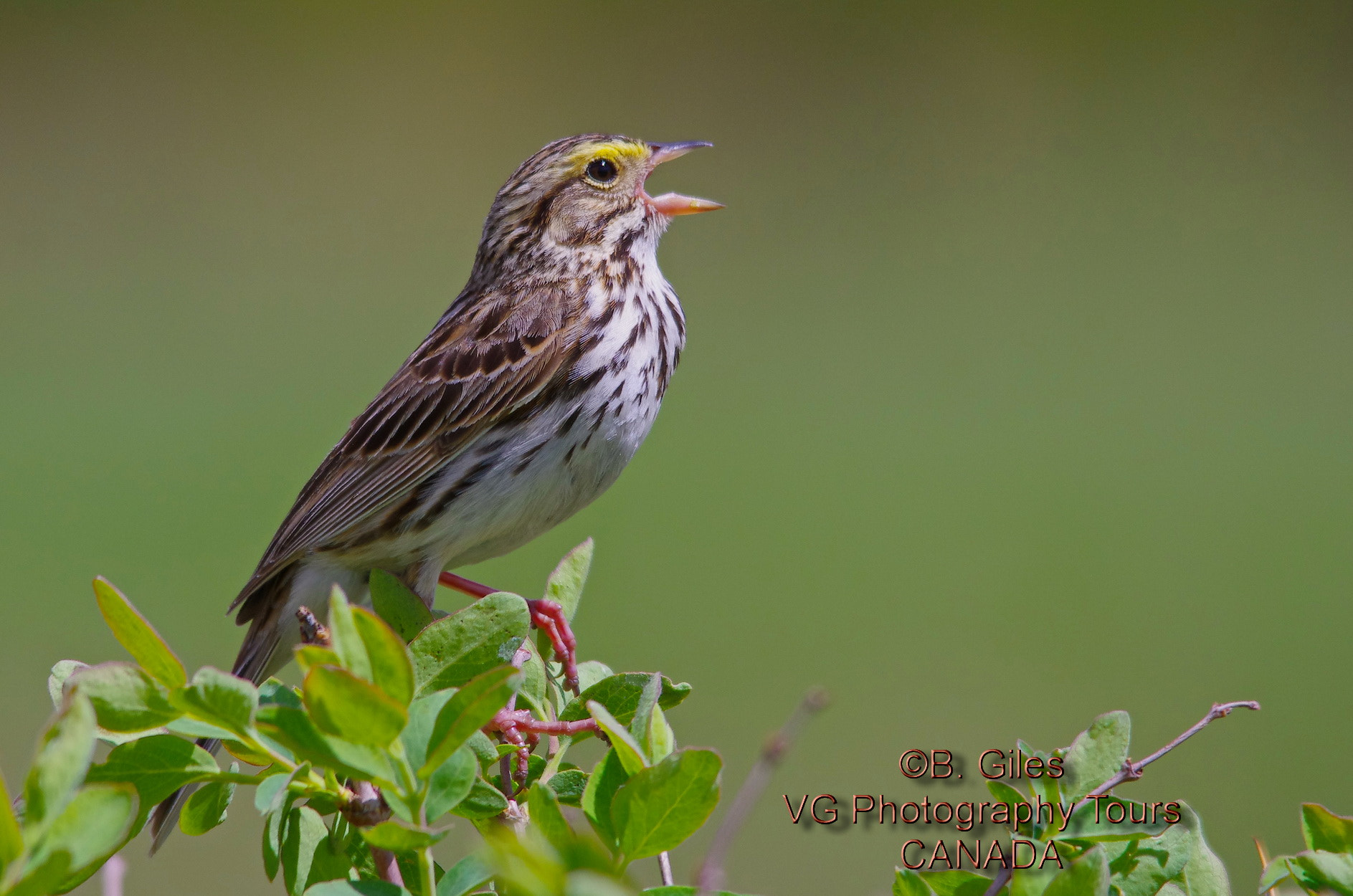 Pentax K-5 IIs sample photo. Savannah sparrow in song photography