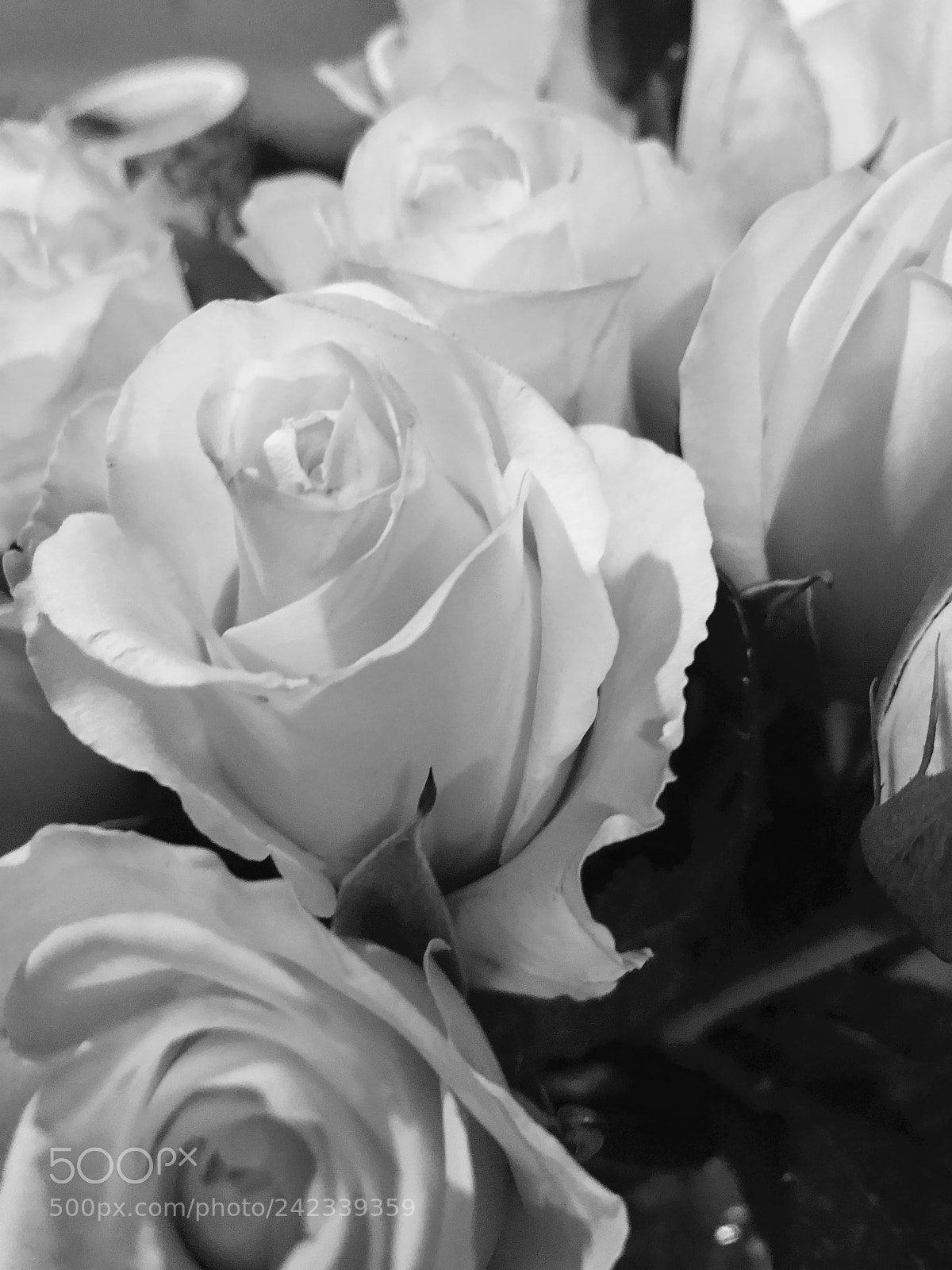 Apple iPhone 8 Plus sample photo. Black and white of photography