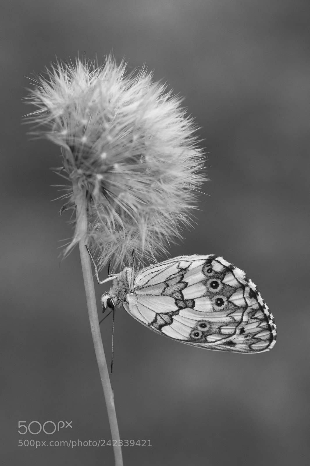 Nikon D7200 sample photo. Butterfly photography