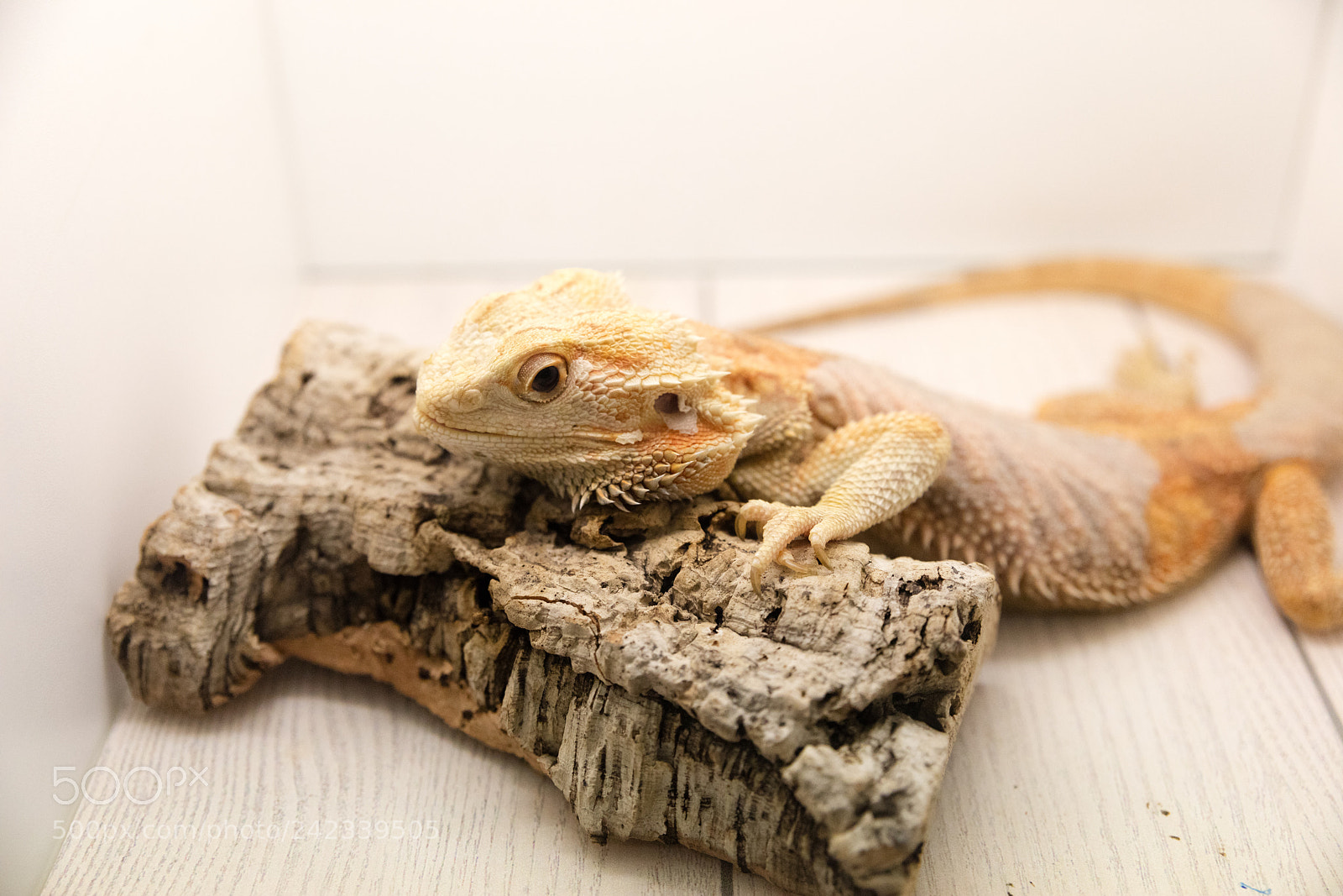 Canon EOS 5DS R sample photo. Iguana in reptilarium photography