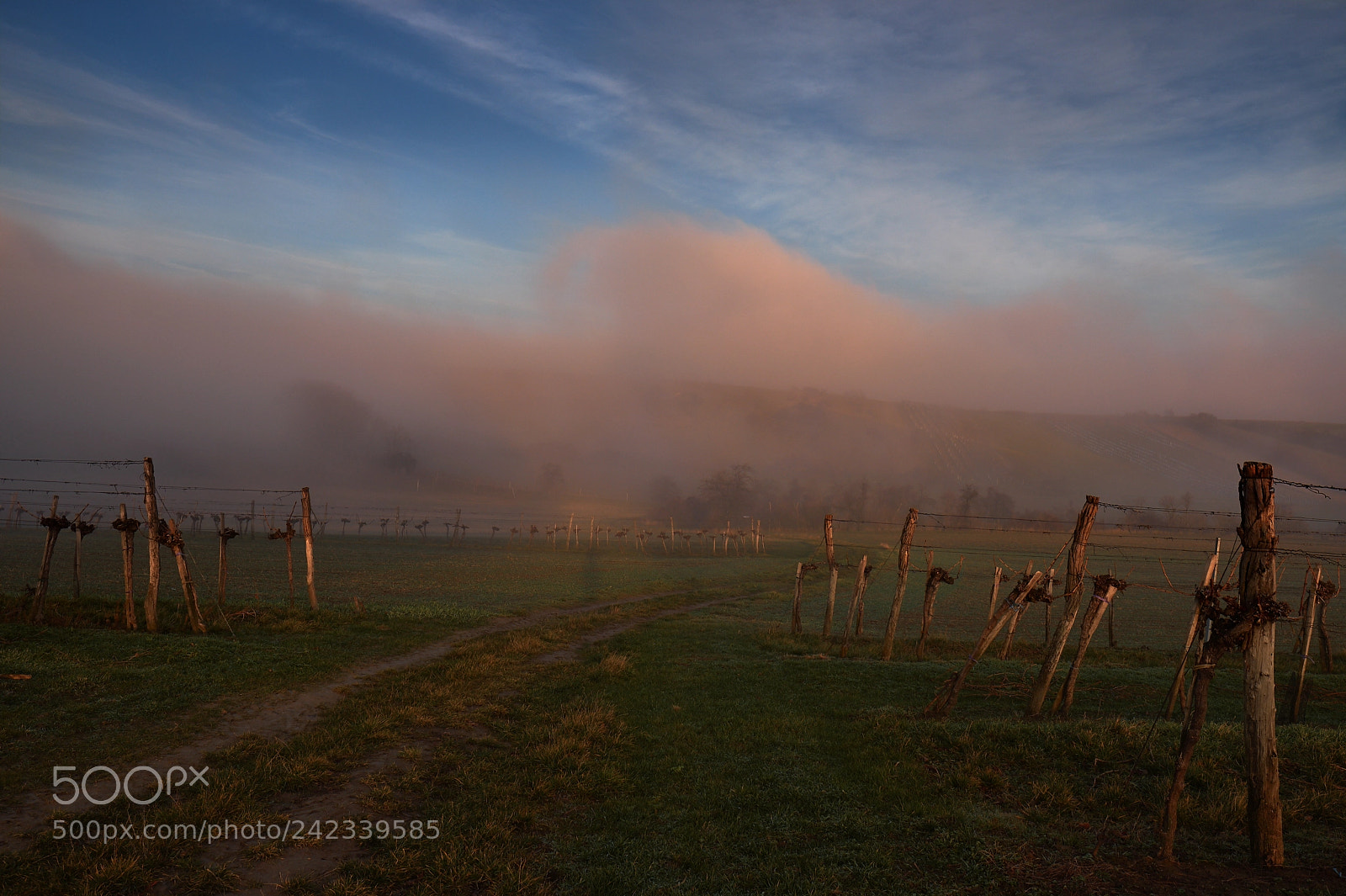 Fujifilm X-T2 sample photo. Misty vineyards photography