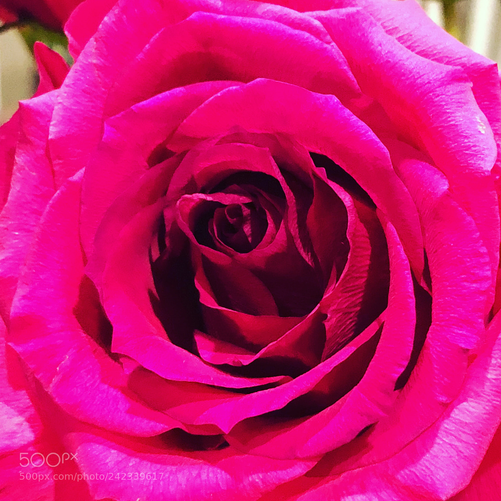 Apple iPhone 8 Plus sample photo. For the love of photography