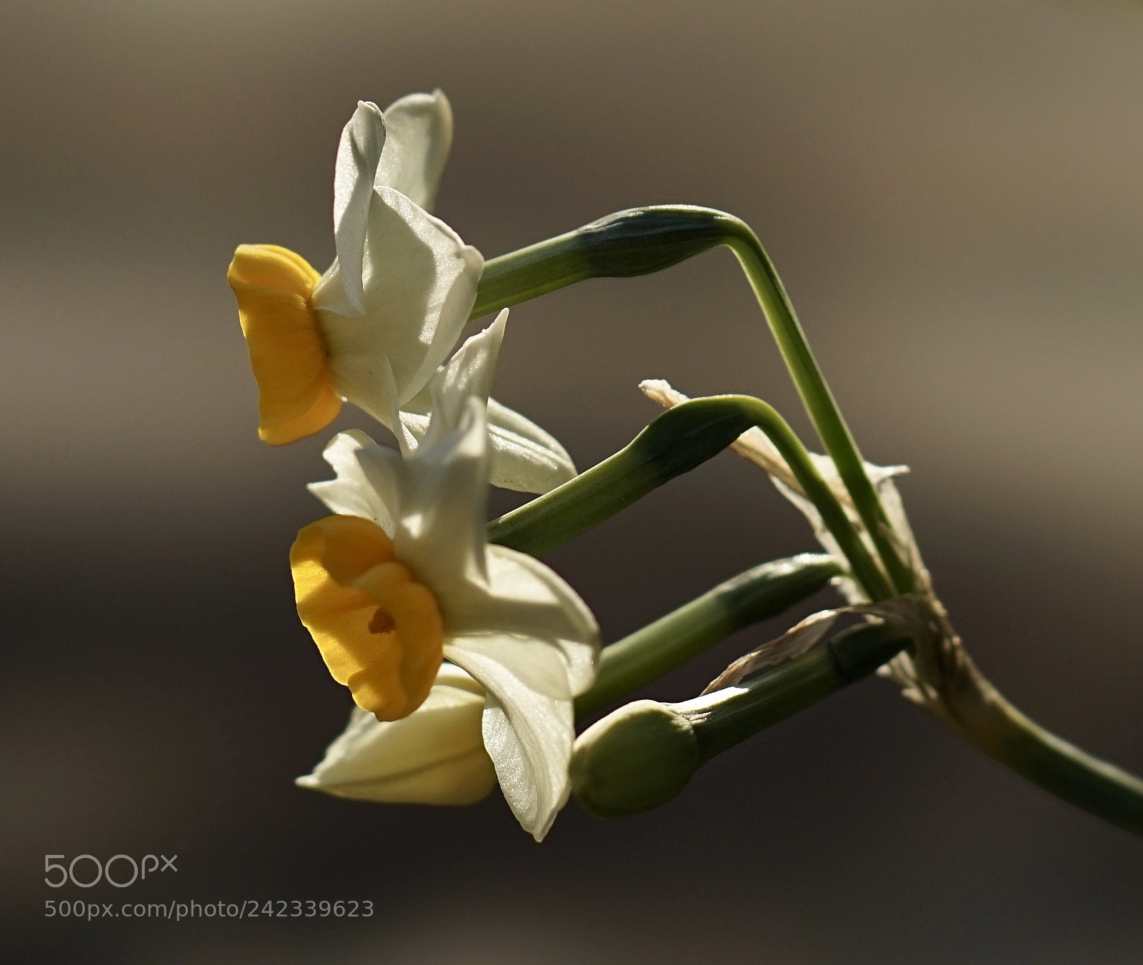 Sony a7 II sample photo. Narcissus in the reverse photography