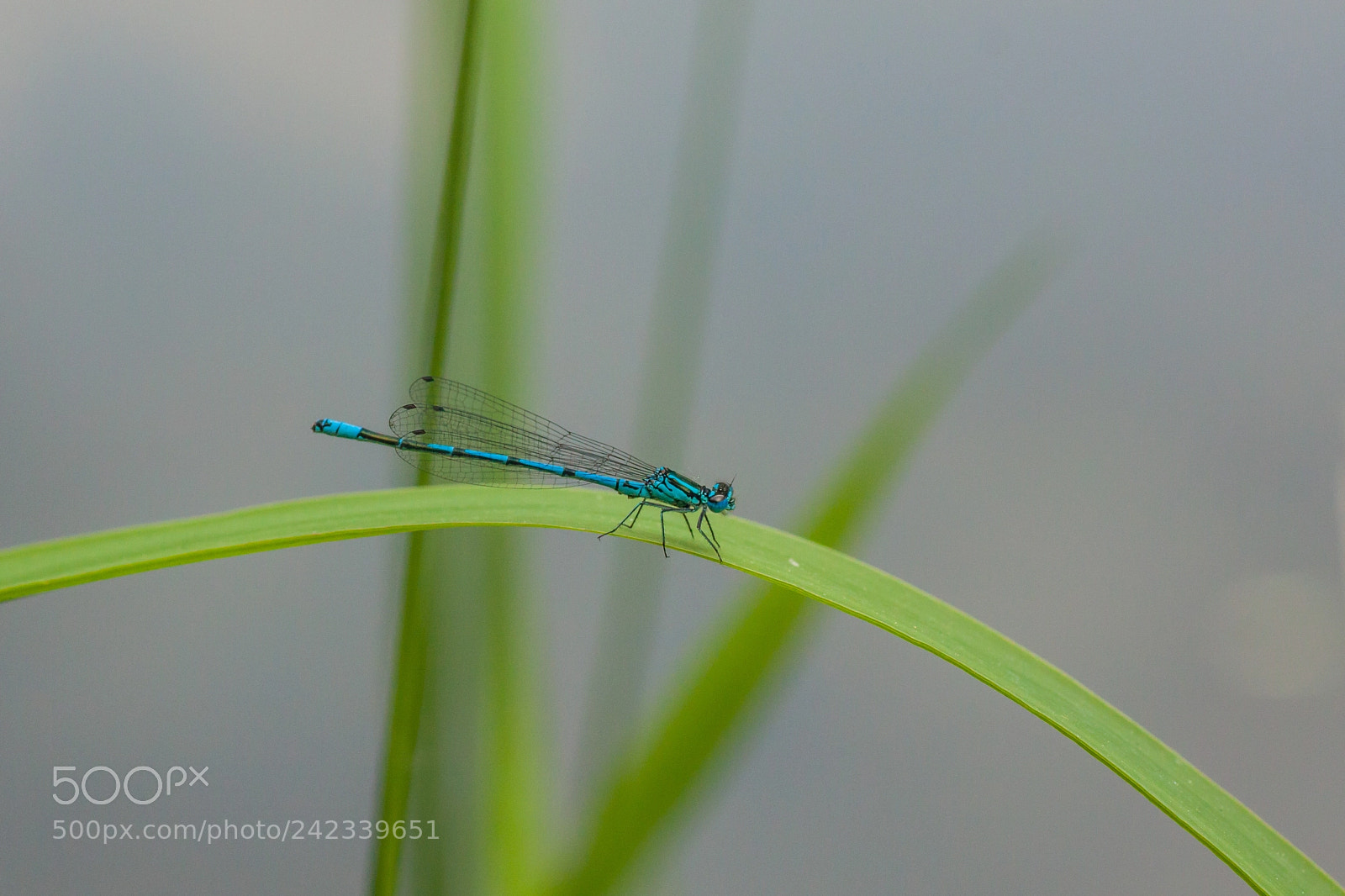 Canon EOS 50D sample photo. Hufeisen azorjungfer photography