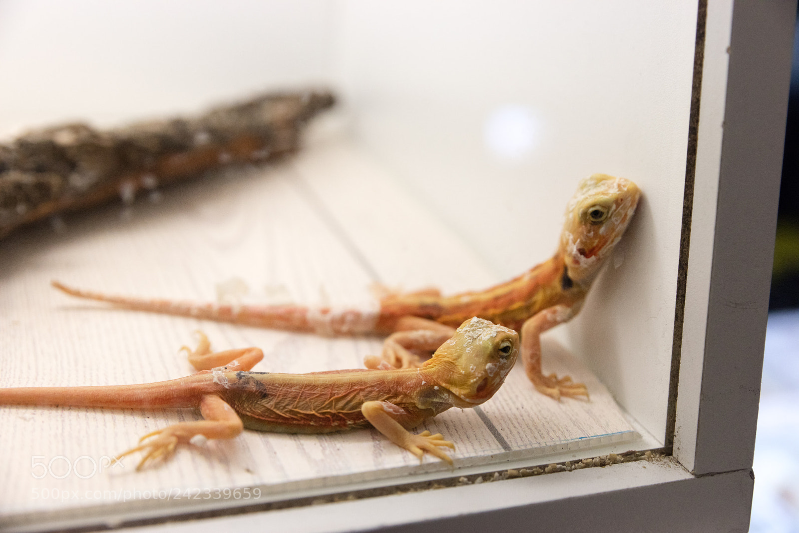 Canon EOS 5DS R sample photo. Iguana in reptilarium photography