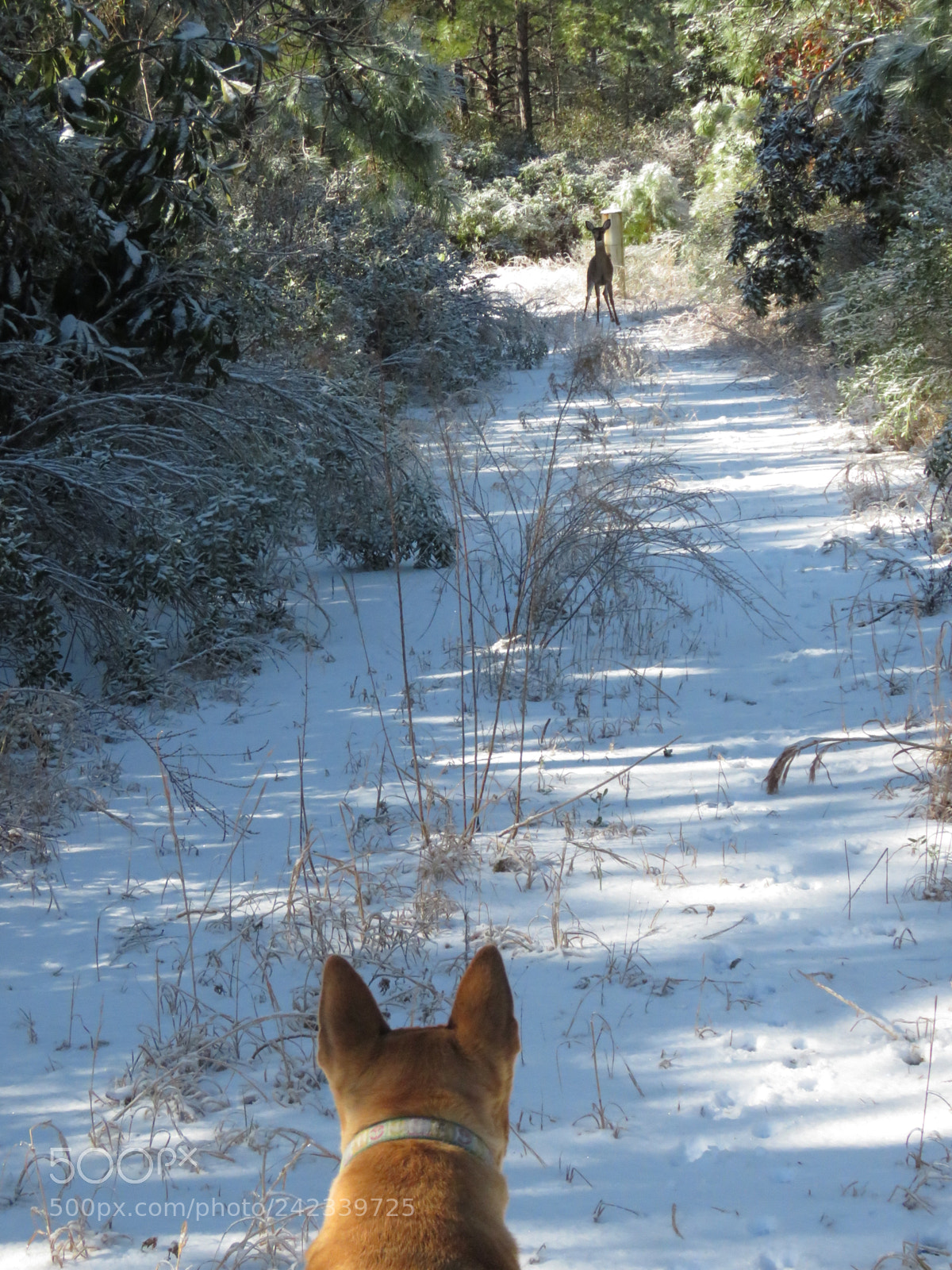 Canon PowerShot SX60 HS sample photo. Sadie meets deer photography
