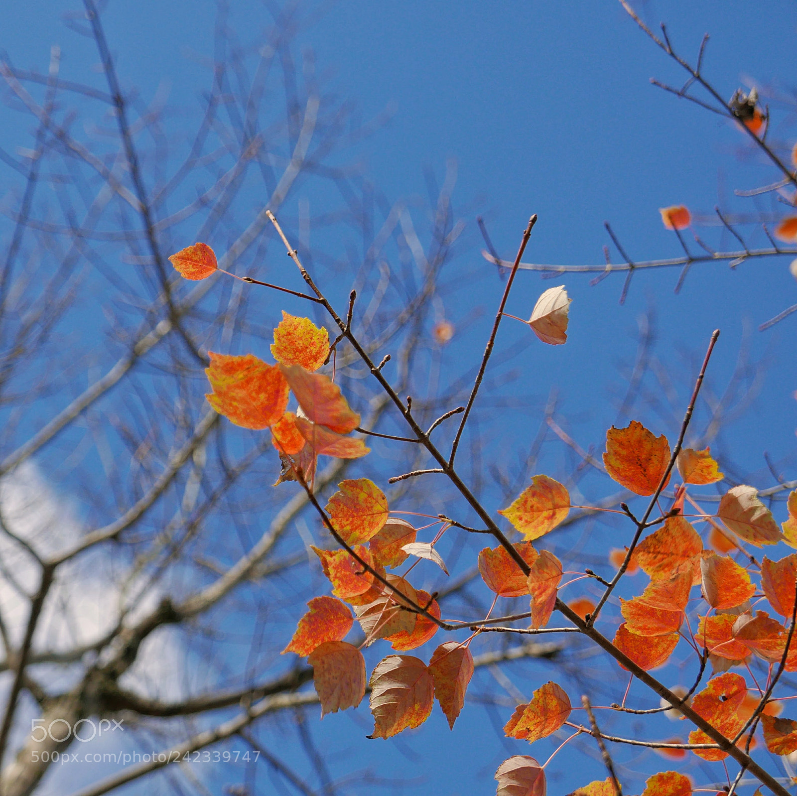 Panasonic Lumix DMC-LX100 sample photo. Untitled photography