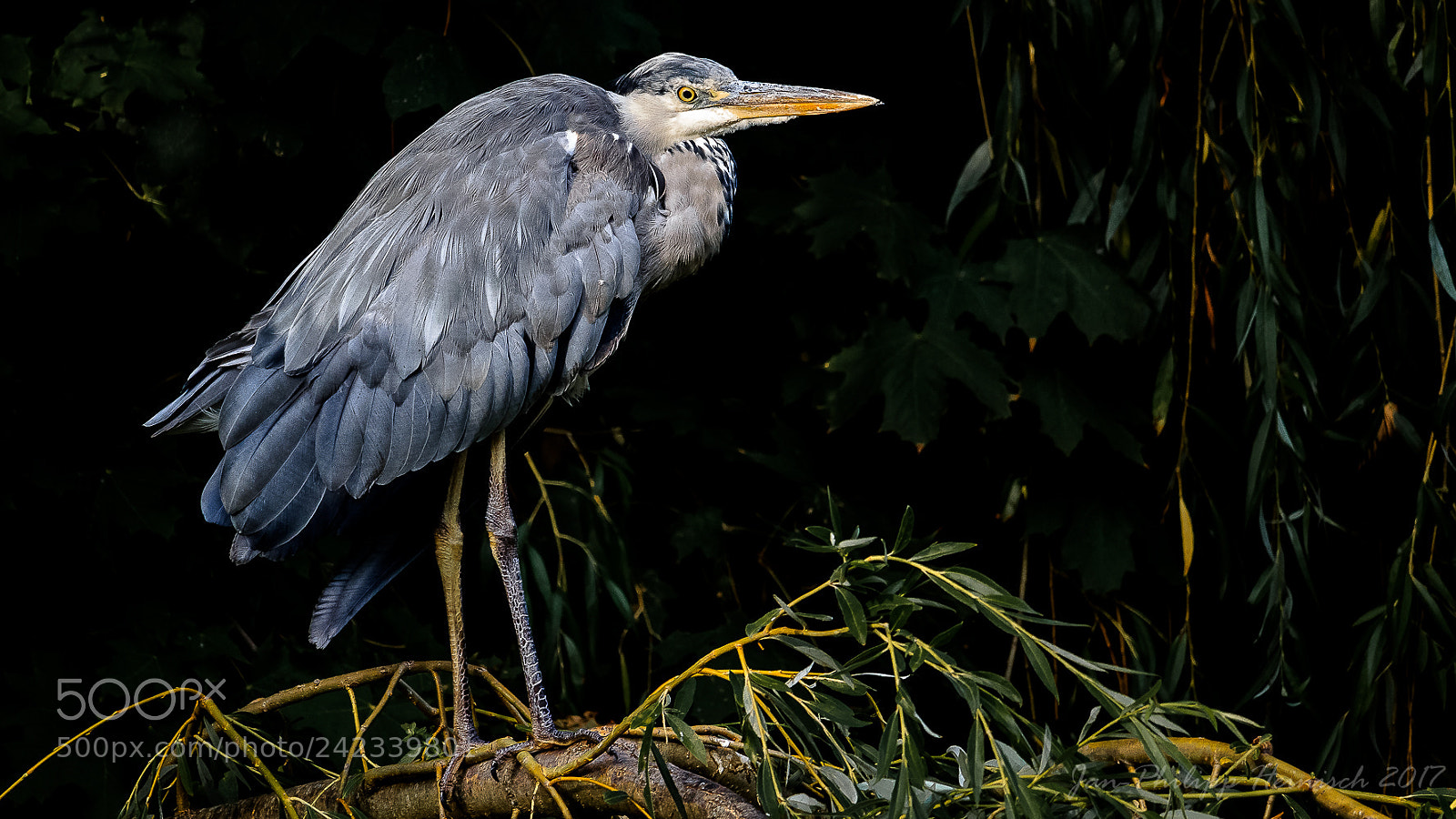 Canon EOS 1100D (EOS Rebel T3 / EOS Kiss X50) sample photo. Reiher im park, heron photography