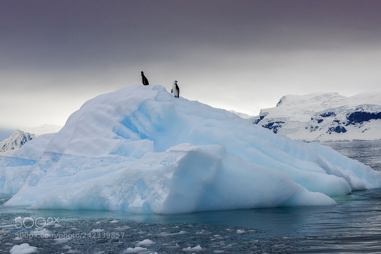 Nikon D810 sample photo. Chinstrap penquins in the photography