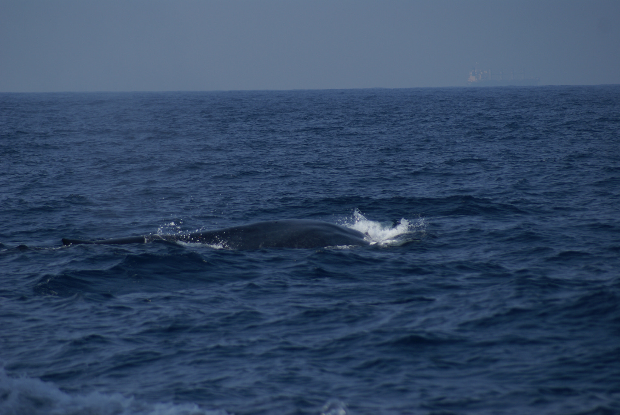 Sony 75-300mm F4.5-5.6 sample photo. Blue whale photography