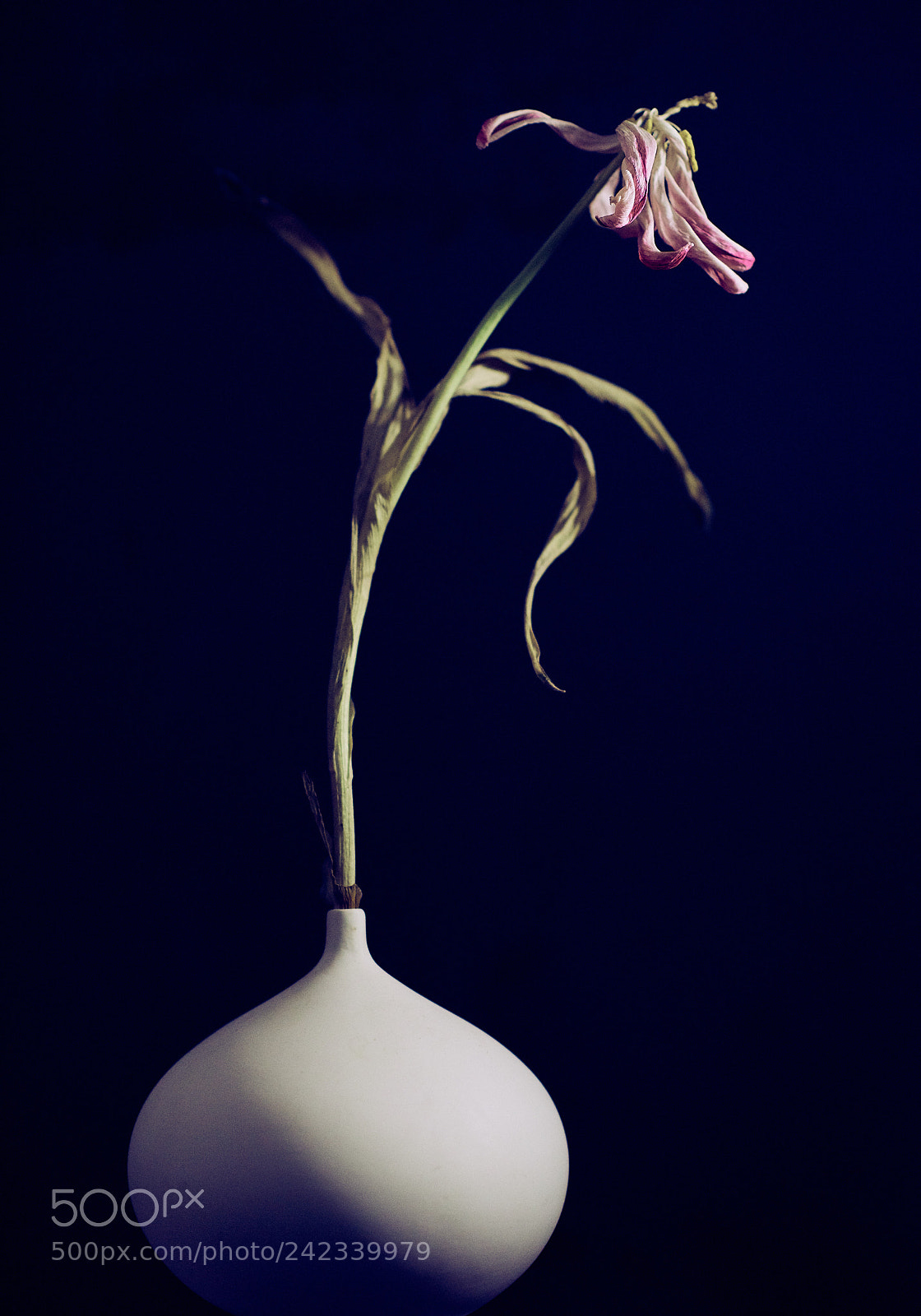 Nikon D810 sample photo. Dancing tulip photography