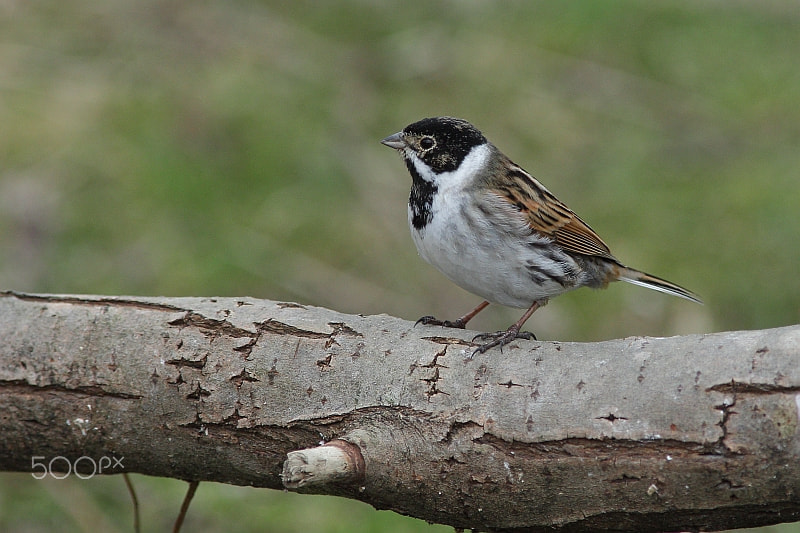 Canon EF 300mm f/4L + 1.4x sample photo. Mgl photography