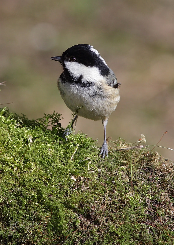 Canon EF 300mm f/4L + 1.4x sample photo. Mgl photography