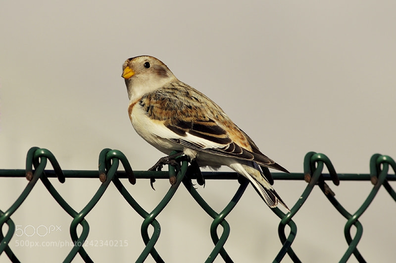 Canon EOS 50D sample photo. Comp photography