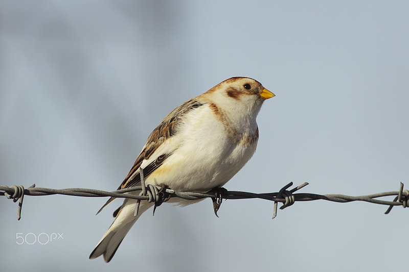 Canon EF 300mm f/4L sample photo. Snow bunting photography