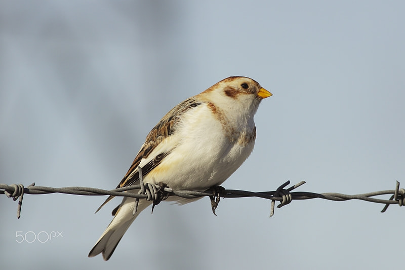 Canon EOS 50D sample photo. Snow bunting photography