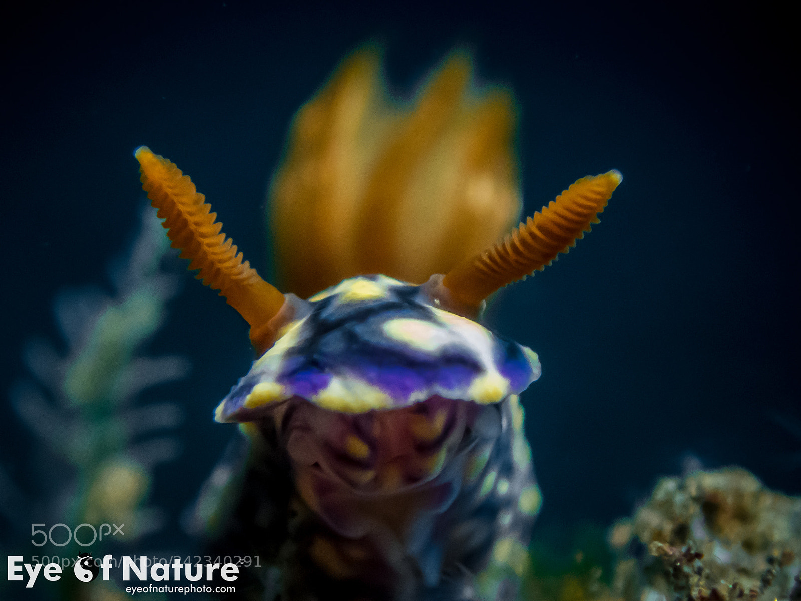 Olympus TG-4 sample photo. Painted hypselodoris/ hypeselodoris infucata photography