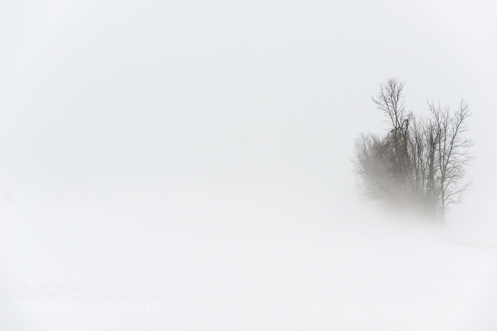 Nikon D800 sample photo. Tree and fog photography