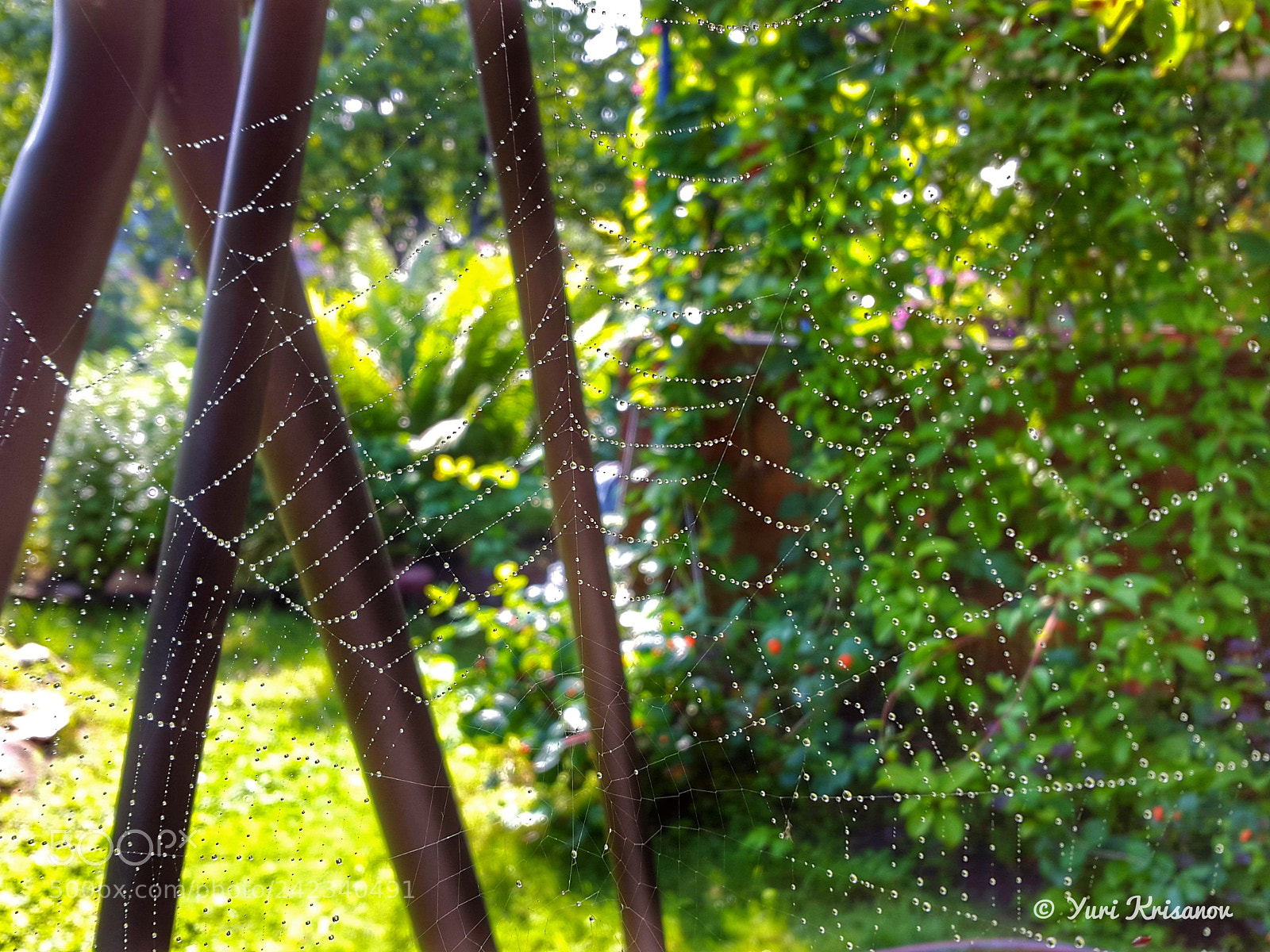 Samsung Galaxy Alpha sample photo. On the spiderweb drops photography
