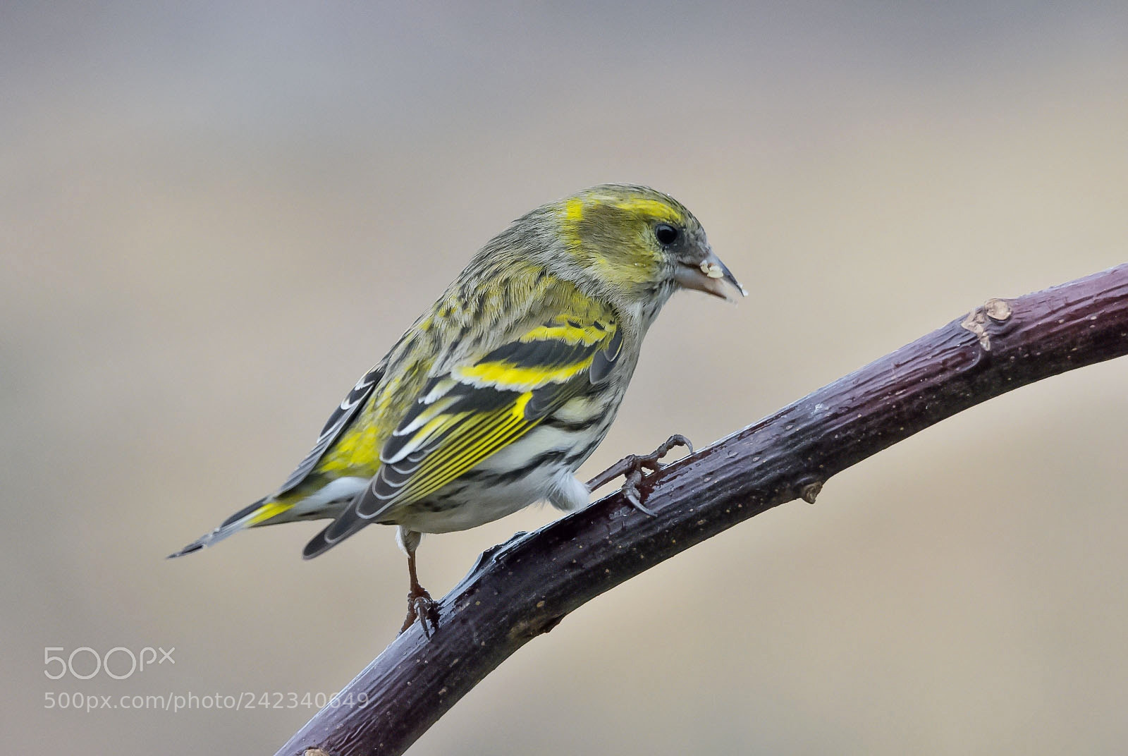 Nikon D7200 sample photo. Eurasian siskin photography