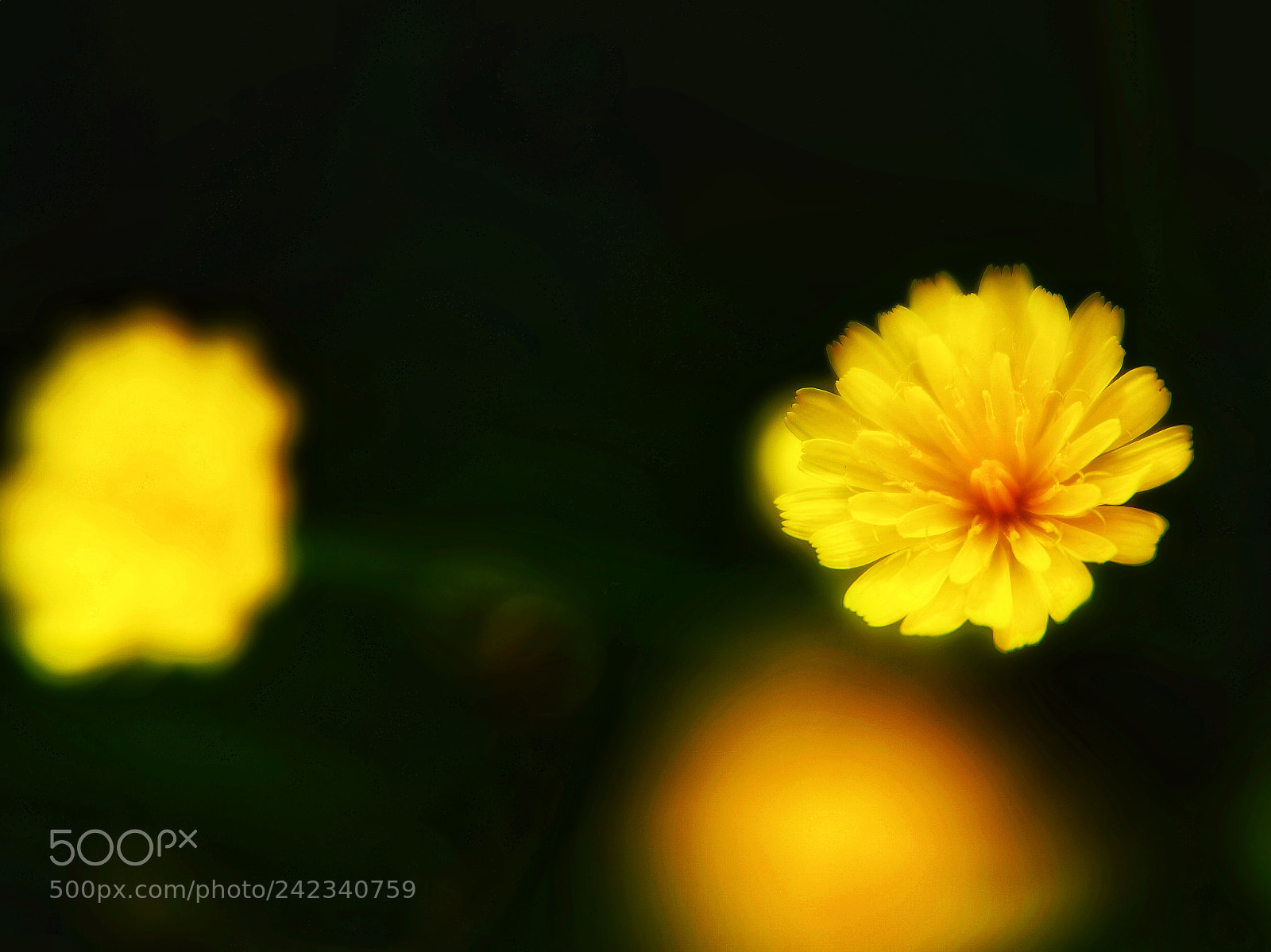 Samsung NX1 sample photo. Beautiful and little flower! photography