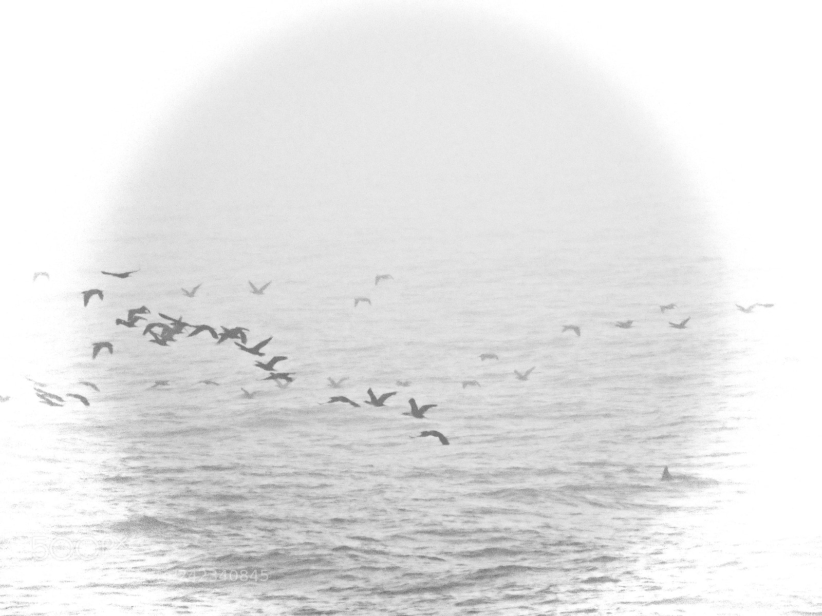 Canon PowerShot SX60 HS sample photo. Foggy morning flyers photography