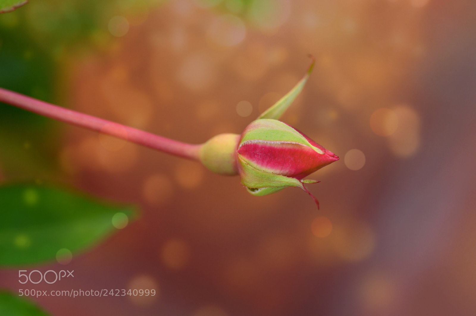 Nikon D3200 sample photo. Nature  color photography